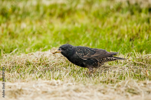 European Starling outside on grass with catched food with copy space