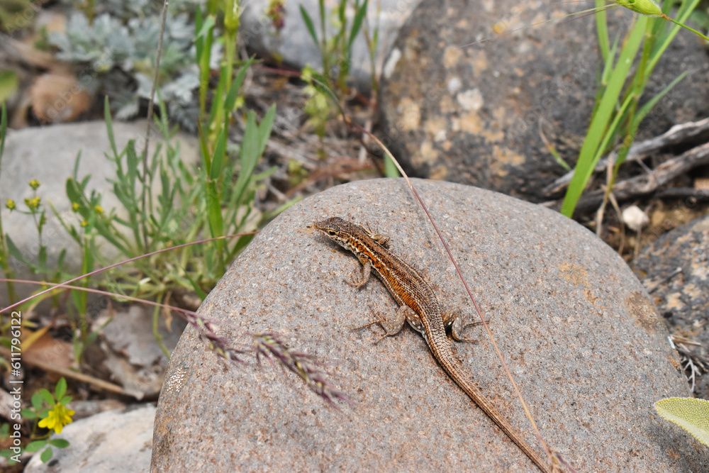 lizard on the rock lizard on the rock