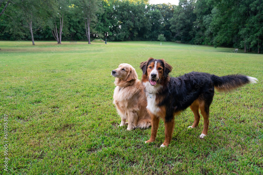 Dog together outdoors in a park Dog together outdoors in a park