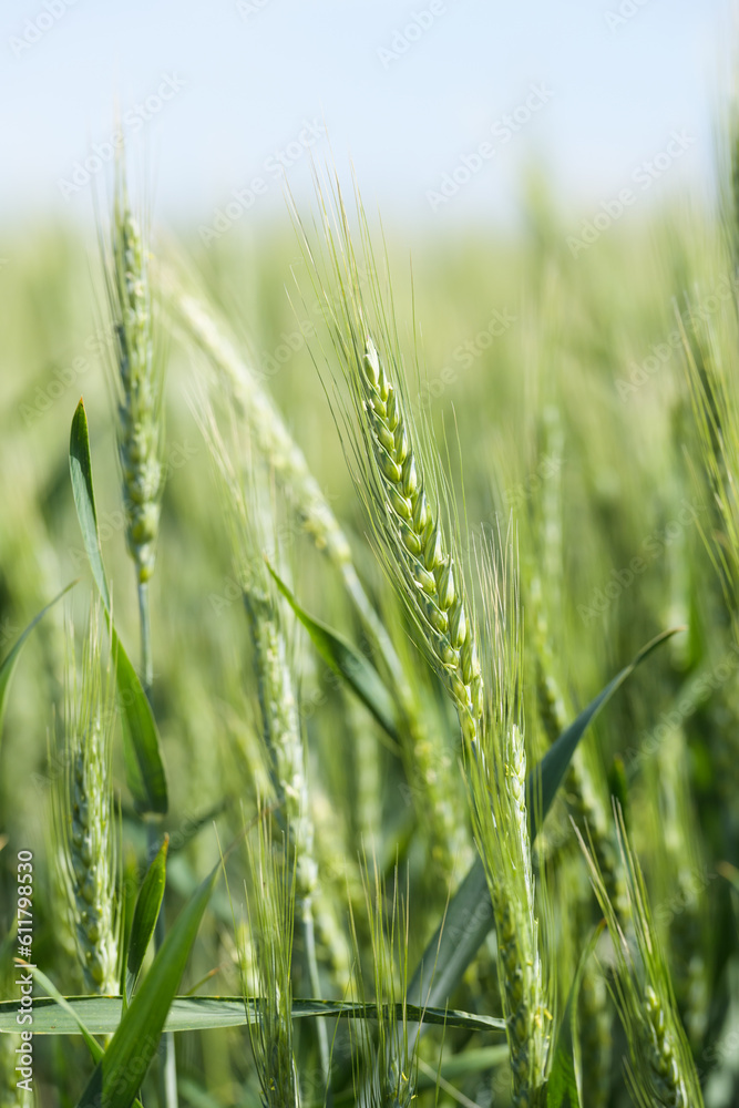 Green ears of agricultural wheat in summer with leaves Green ears of agricultural wheat in summer with leaves