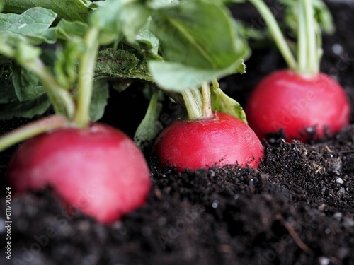 close up. of three red radishes growing in the soil 