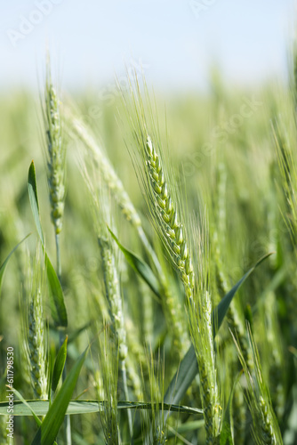 Green ears of agricultural wheat in summer with leaves