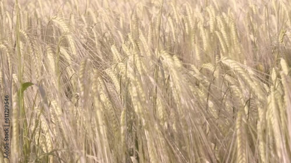 field of golden ripened rye, agricultural concept, rich harvest of bread, food crisis, grain import, export abroad, growing crops, creating and researching new varieties of wheat field of golden ripened rye, agricultural concept, rich harvest of bread, food crisis, grain import, export abroad, growing crops, creating and researching new varieties of wheat