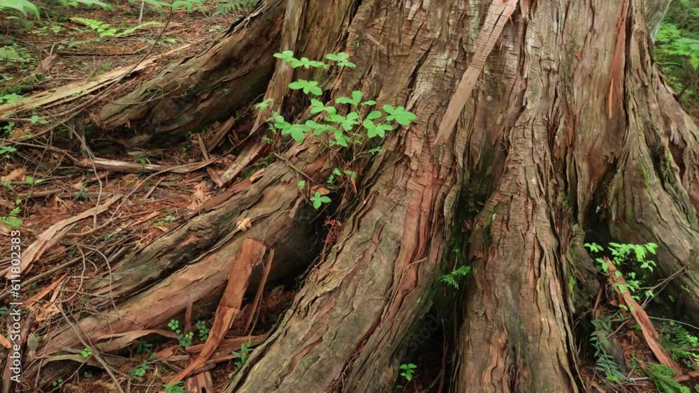 roots of a tree
