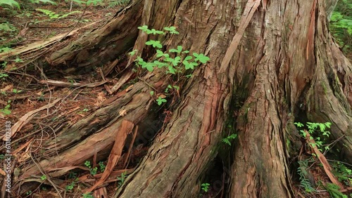 roots of a tree