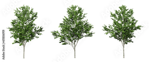 Green betula utilis trees on transparent background, 3d render illustration. © Sandy
