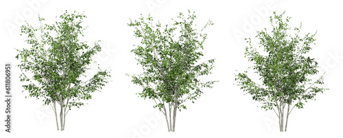 Green betula utilis trees on transparent background, 3d render illustration.