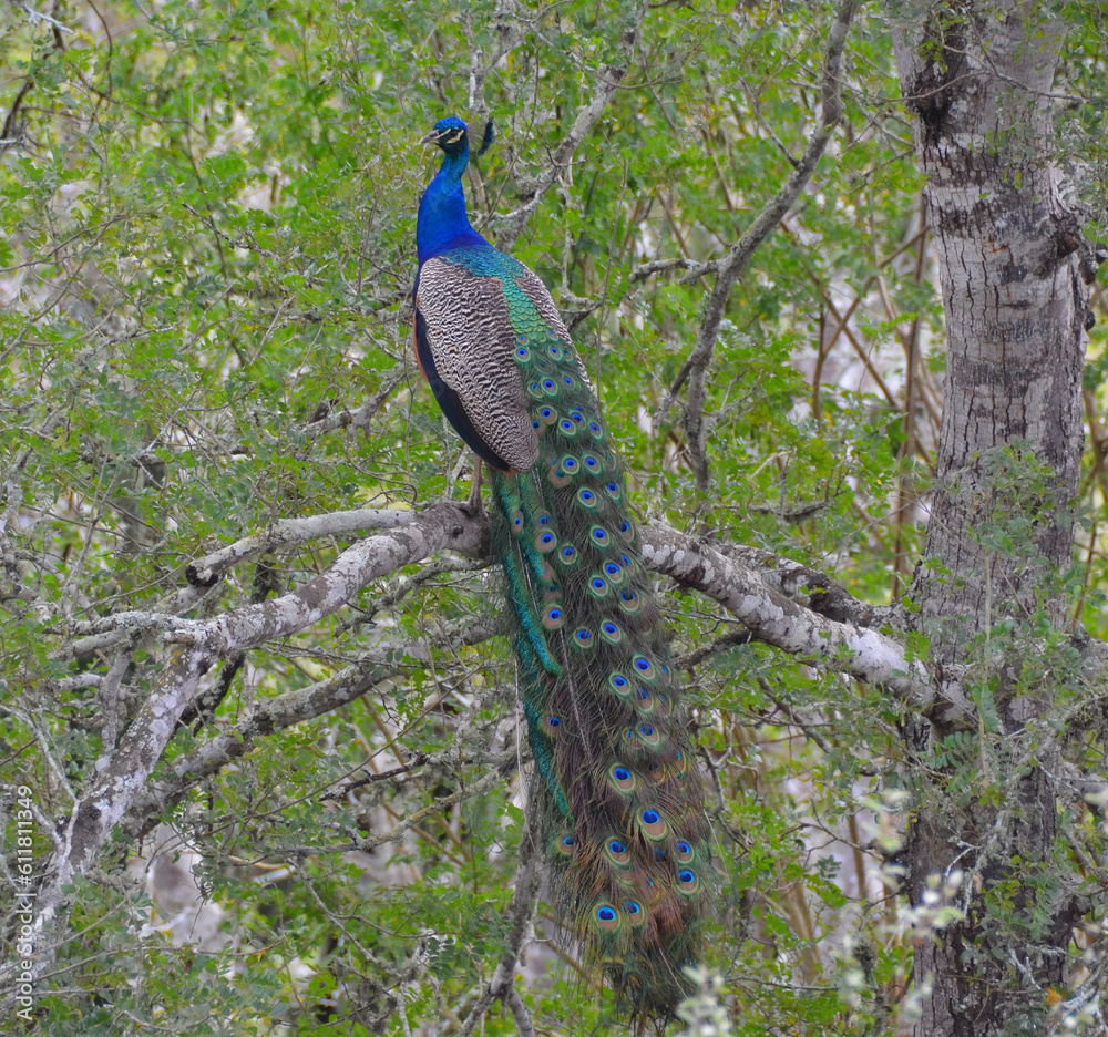 Obraz premium Wild peacock resting on the branch of a tree in the forest on the farm