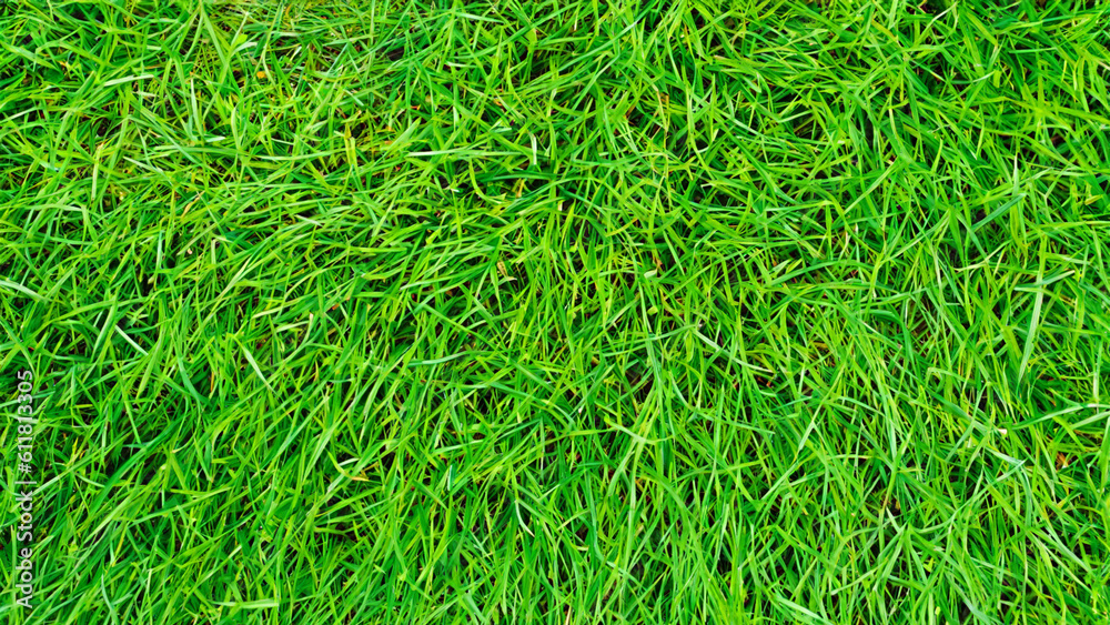 Green Grass background. - generative ai Green Grass background. - generative ai