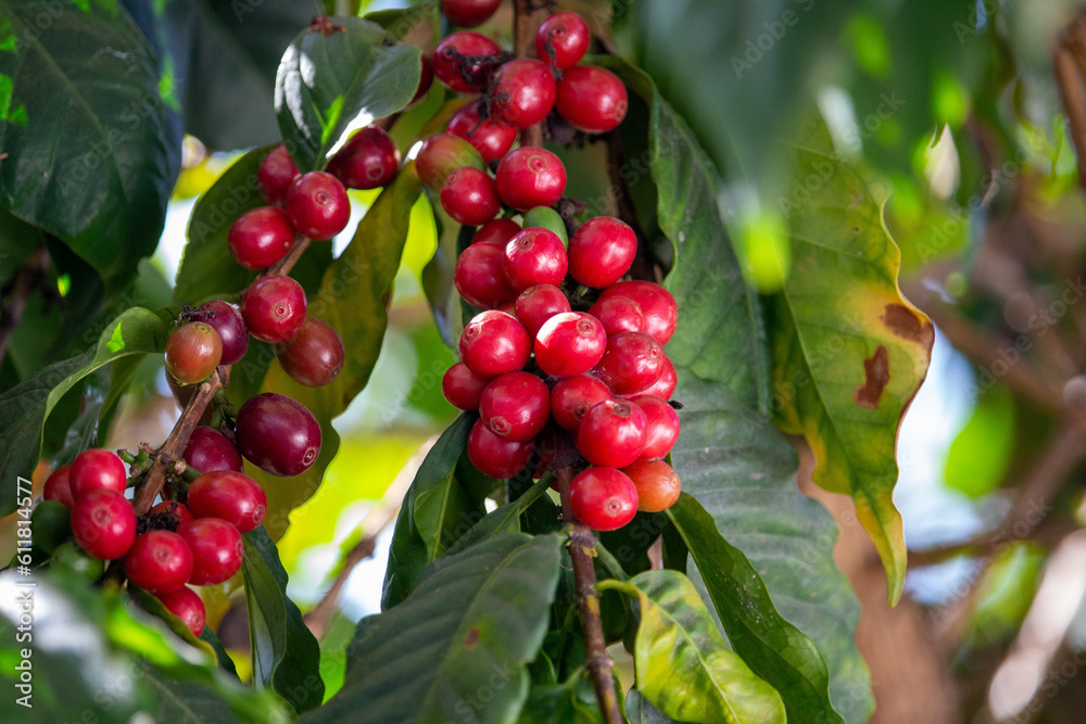 Ripe coffee beans on the stem. Coffee tree. Brazil. Coffee production. Ripe coffee beans on the stem. Coffee tree. Brazil. Coffee production.