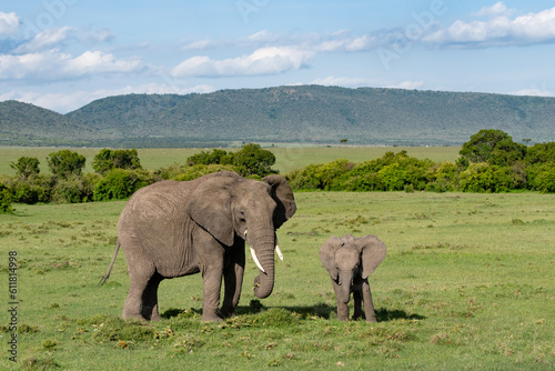 Kenya Elephant ケニヤearth theater © Earth theater