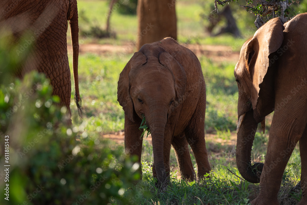 Fototapeta premium Kenya Elephant ケニヤearth theater