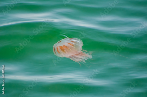 Sea Nettle Jellyfish, Orange Beach, Alabama, late May
