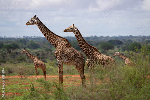  Kenya Giraffe earth theater