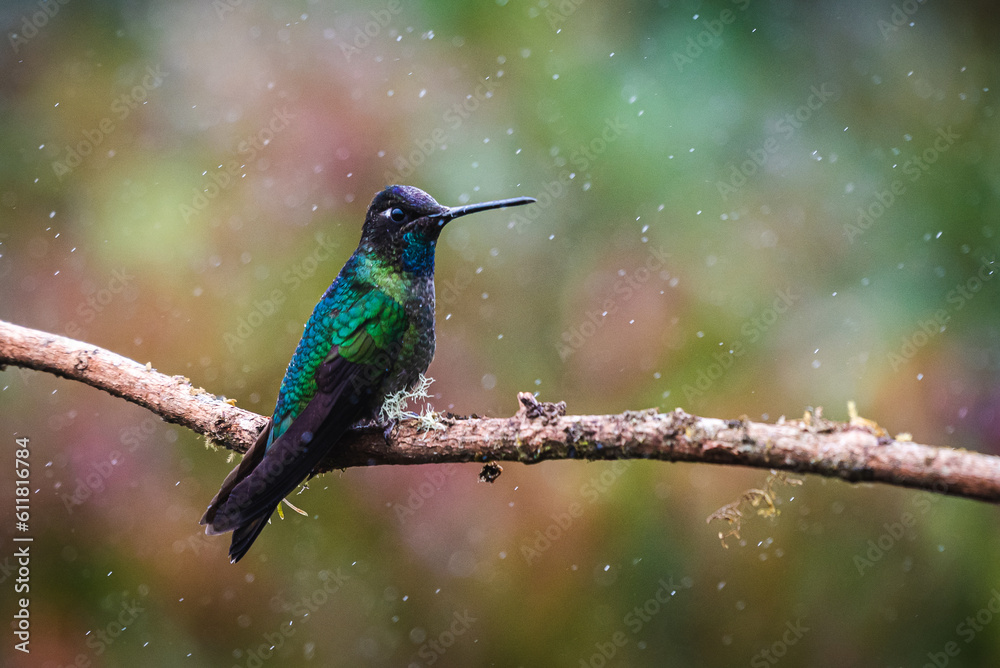 Fototapeta premium Costa Rica Wildlife