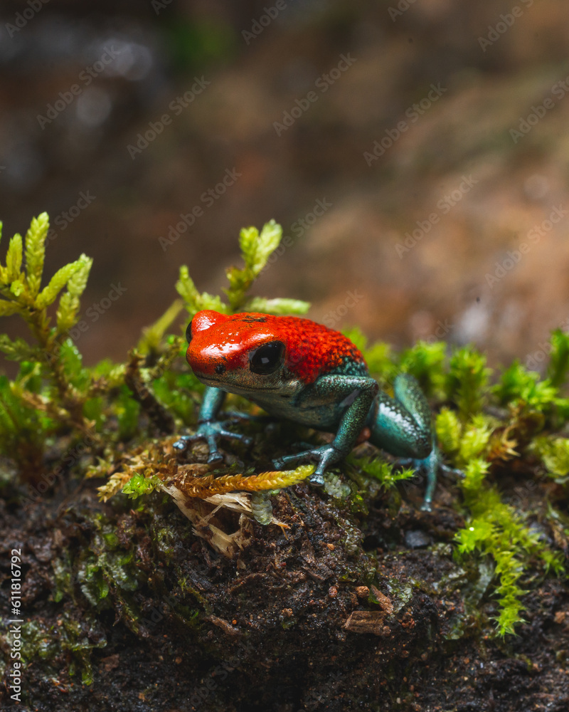 Fototapeta premium Costa Rica Wildlife