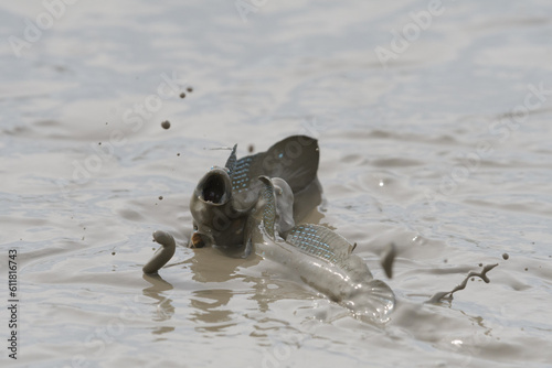 有明海に生息するムツゴロウ photo