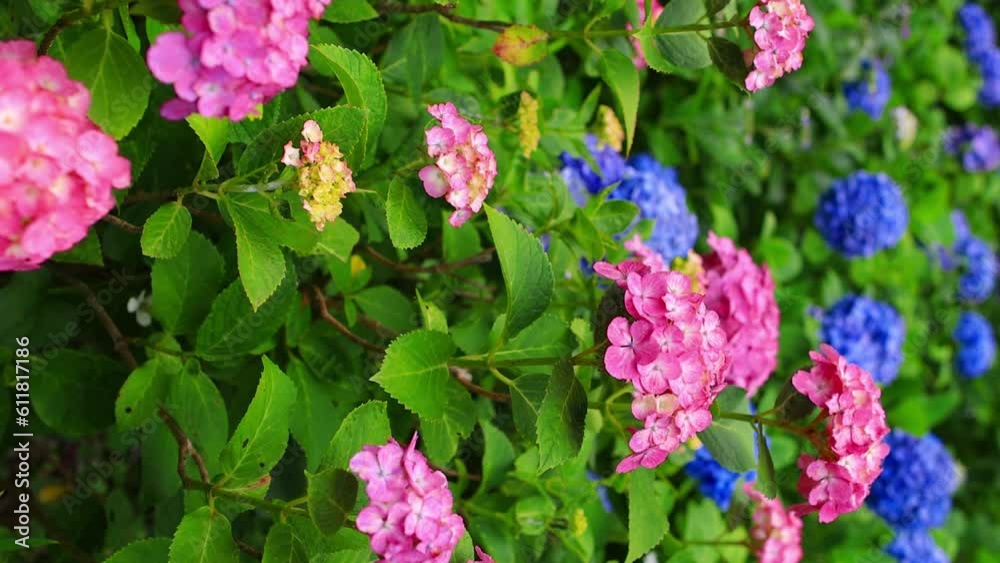 vertical video of beautiful hydrangea flowers in a summer Japanese garden in Kamakura, blooming summer flowers vertical video of beautiful hydrangea flowers in a summer Japanese garden in Kamakura, blooming summer flowers