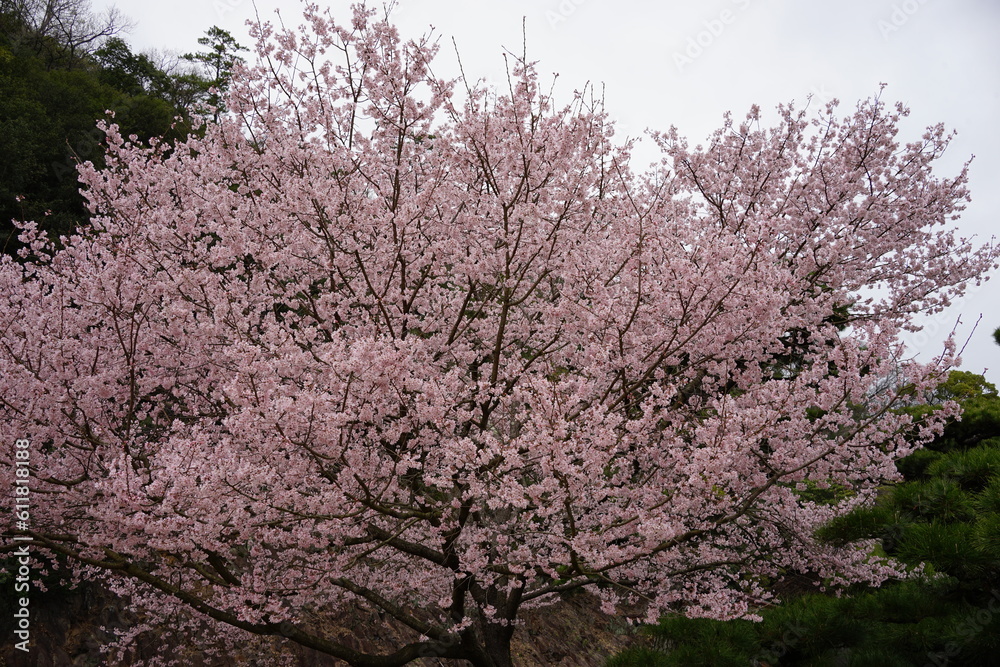 Cherry Blossoms Flower, Japanese Sakura blooming in early Spring - ピンク 春の花 桜 Cherry Blossoms Flower, Japanese Sakura blooming in early Spring - ピンク 春の花 桜