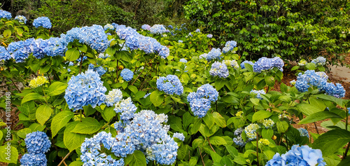 Charleston, South Carolina in May - Bigleaf Hydrangea with Bright Blue Blooms photo