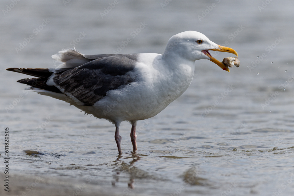 Seagull eating a shellfish from the shore of the Pacific Ocean at Westport, Washington. Seagull eating a shellfish from the shore of the Pacific Ocean at Westport, Washington.
