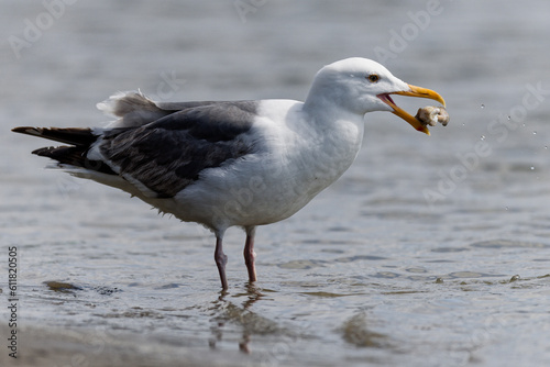 Seagull eating a shellfish from the shore of the Pacific Ocean at Westport, Washington.