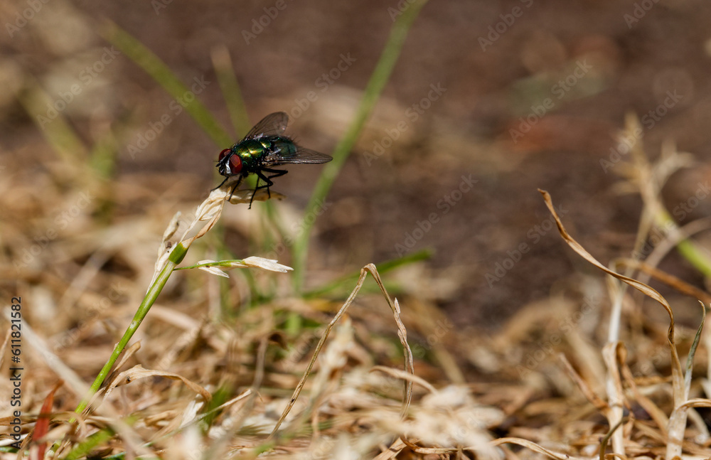 Fototapeta premium Small fly perched on a blade of grass in Puyallup, Washington.