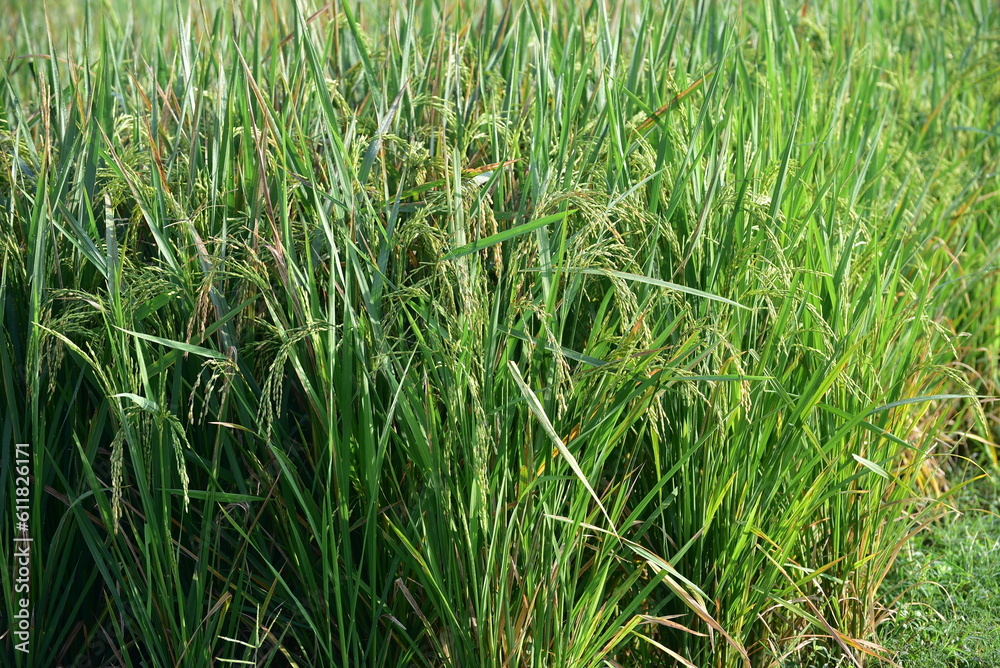 Paddy rice, Oryza sativa, plants with grains of rice ready to be harvested Paddy rice, Oryza sativa, plants with grains of rice ready to be harvested
