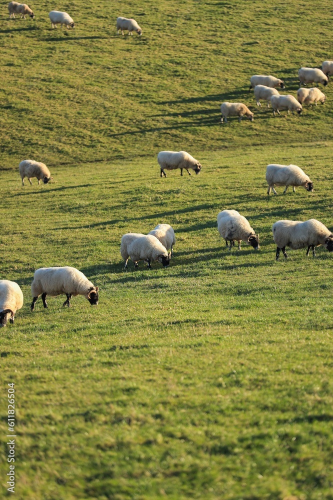 Fototapeta premium Scotland Sheep on a Hill