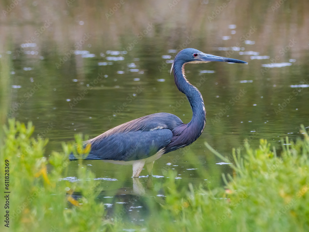 Naklejka premium Tri-colored heron wading through a small marshy pond