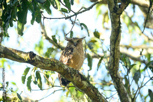Buffy fish owl perched on the branch.