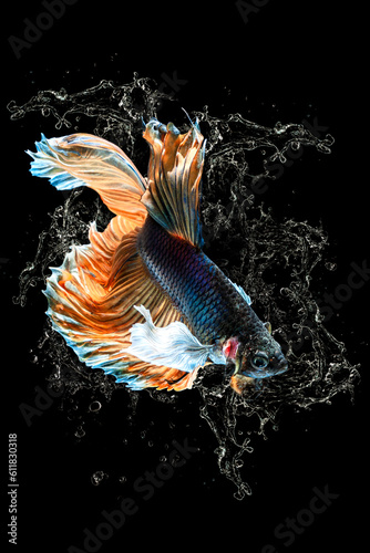 Fish