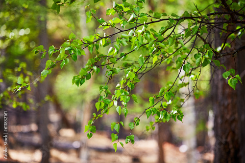 A birch branch covered with green leaves in the sunlight