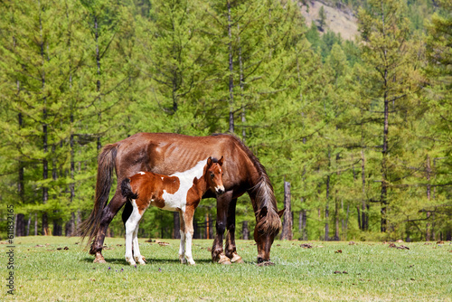 A horse with a foal stands in a clearing in the forest