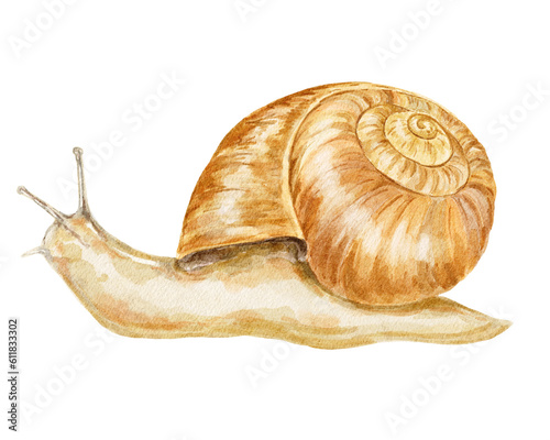Colourful snail wild animal illustration.
