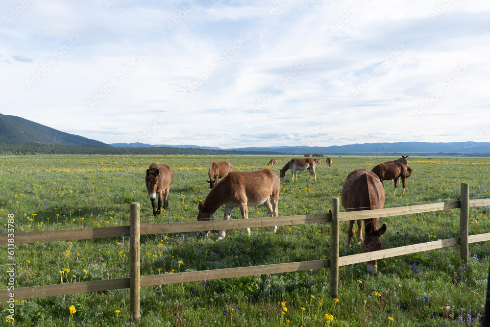 Naklejka premium horses and mules on the meadow