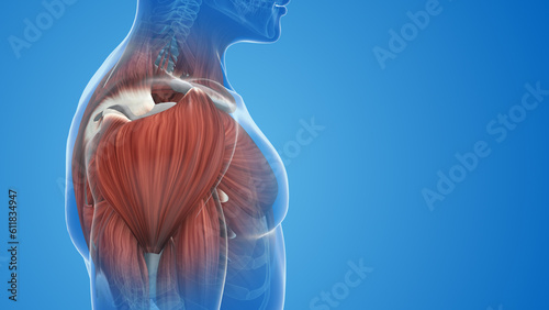 shoulder muscle pain and injury