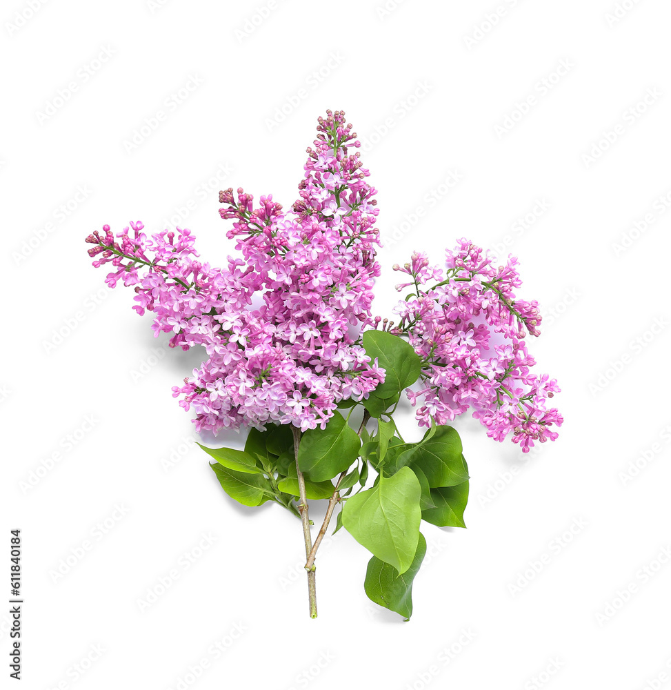 Obraz premium Blooming lilac twig on white background