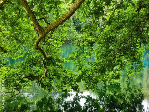 green leaves of platanus trees in lake viros springs of river louros in village voulista ioannina greece