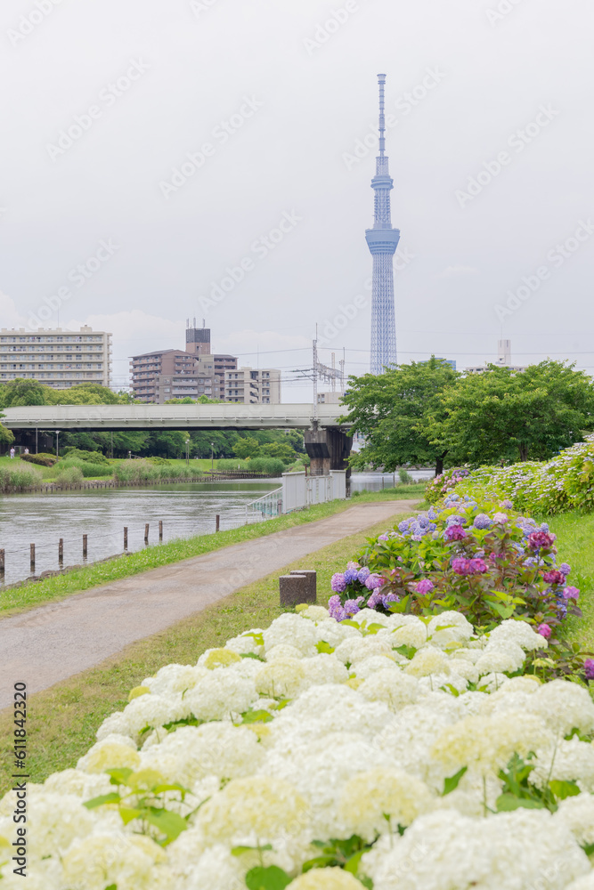 Obraz premium 江戸川区 旧中川から見る紫陽花と東京スカイツリー