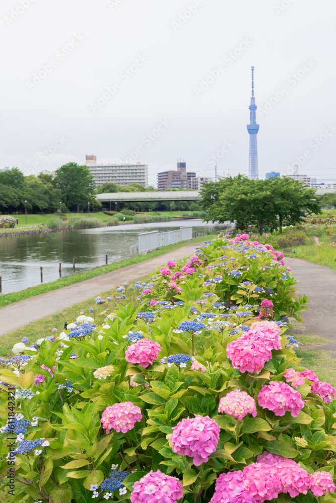 Obraz premium 江戸川区 旧中川から見る紫陽花と東京スカイツリー
