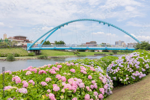 江戸川区 旧中川から見る紫陽花とふれあい橋