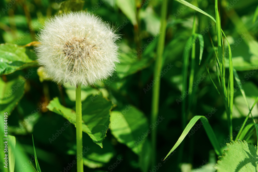 White dandelion flower on spring day, closeup White dandelion flower on spring day, closeup