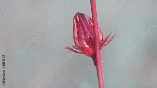 A close-up look at a single red rosella bud gently moving in the breeze. photo
