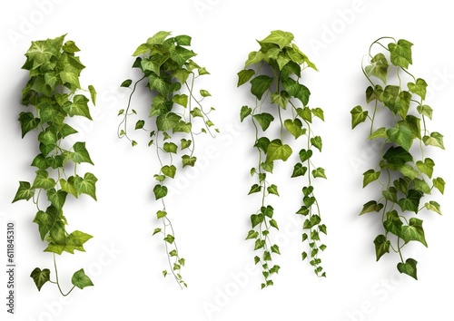 Set of Hedera Helix creeper plant