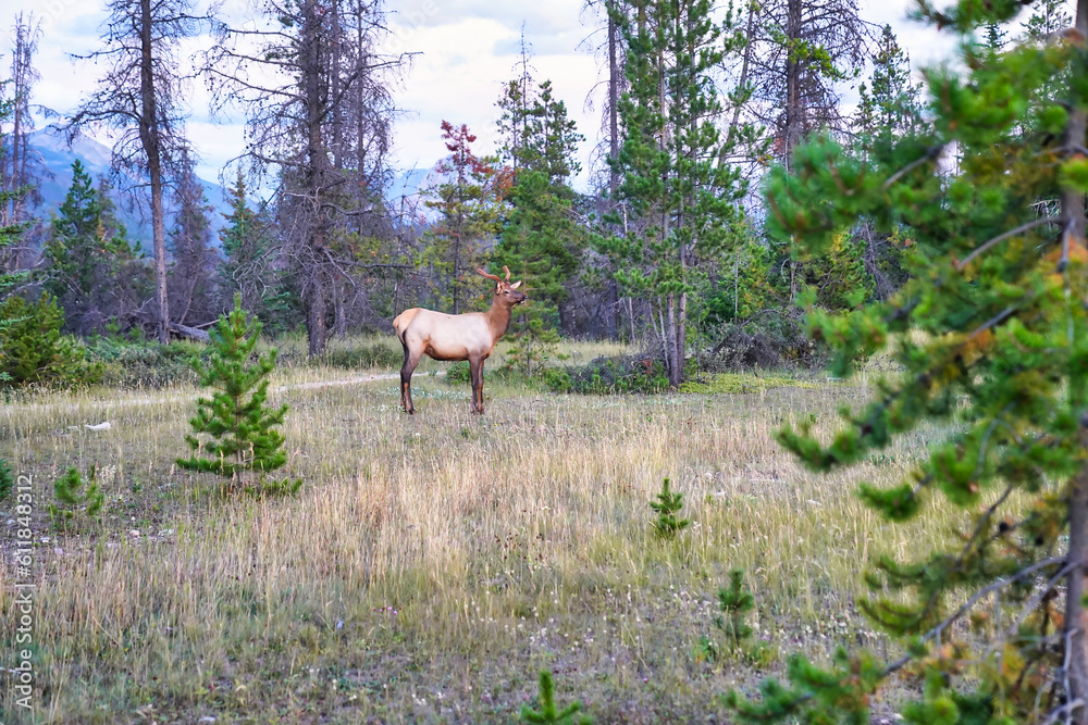 A Young Male Elk with growing antlers near the town of Jasper in the Canada rockies A Young Male Elk with growing antlers near the town of Jasper in the Canada rockies