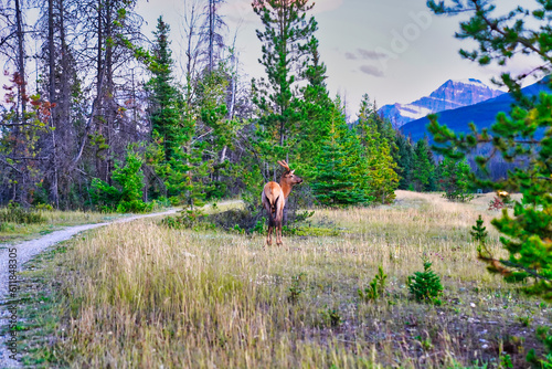 A Young Male Elk with growing antlers near the town of Jasper in the Canada rockies