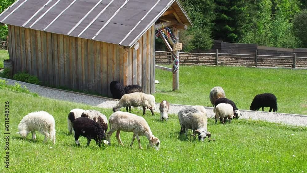 Herd of sheep grazing in green grass. Farming. Close-Up. Sheep feeding moment. Hungry animals eats green grass. Fluffy sheep with bell on neck graze in carpathian mountains on a sunny day. Herd of sheep grazing in green grass. Farming. Close-Up. Sheep feeding moment. Hungry animals eats green grass. Fluffy sheep with bell on neck graze in carpathian mountains on a sunny day.