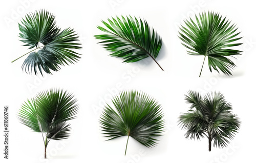 Collection of palm leaf isolated on white background, Generative AI
