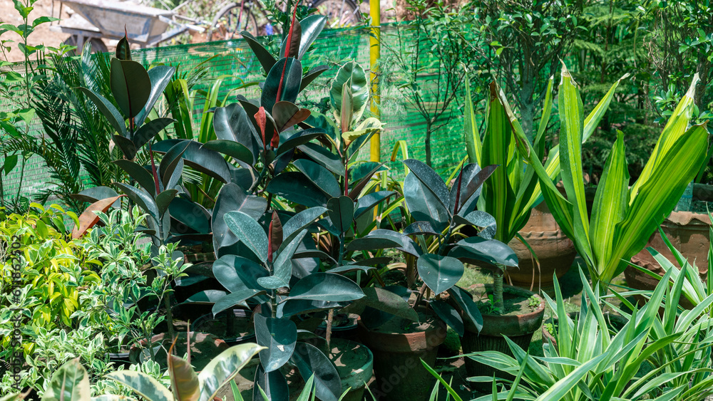 Obraz premium Ficus elastica burgundy rubber plants in nursery for sale